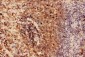 Anti-Beclin 1 Picoband Antibody
